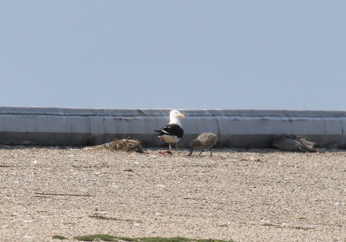 Kelp x American Herring Gull (hybrid) - ML640669742