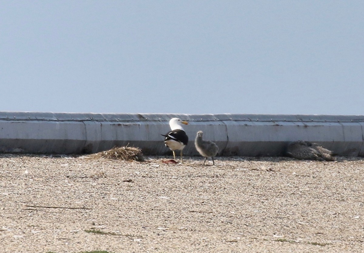 Kelp x American Herring Gull (hybrid) - ML640669743