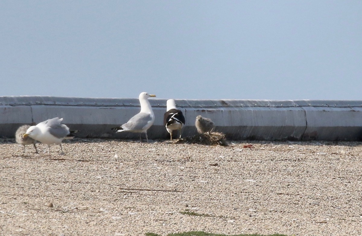 Kelp x American Herring Gull (hybrid) - ML640669744