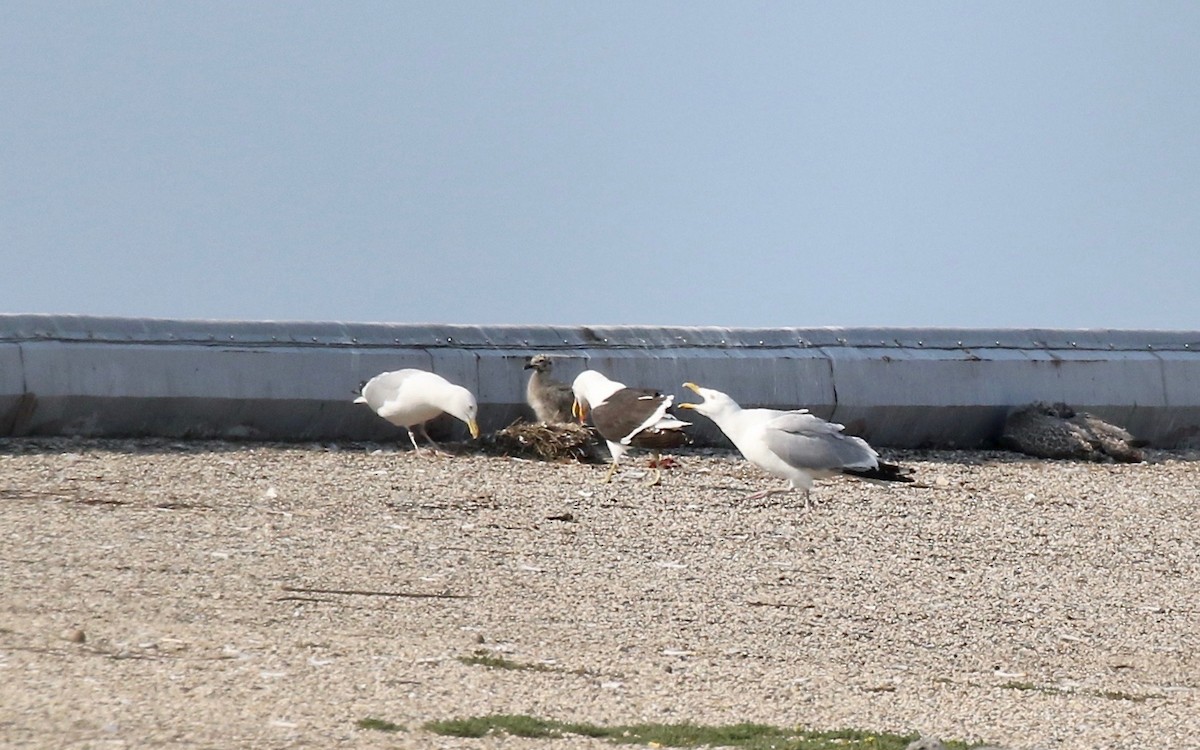 Kelp x American Herring Gull (hybrid) - ML640669746