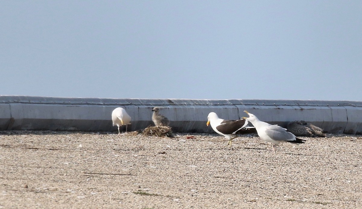 Kelp x American Herring Gull (hybrid) - ML640669747