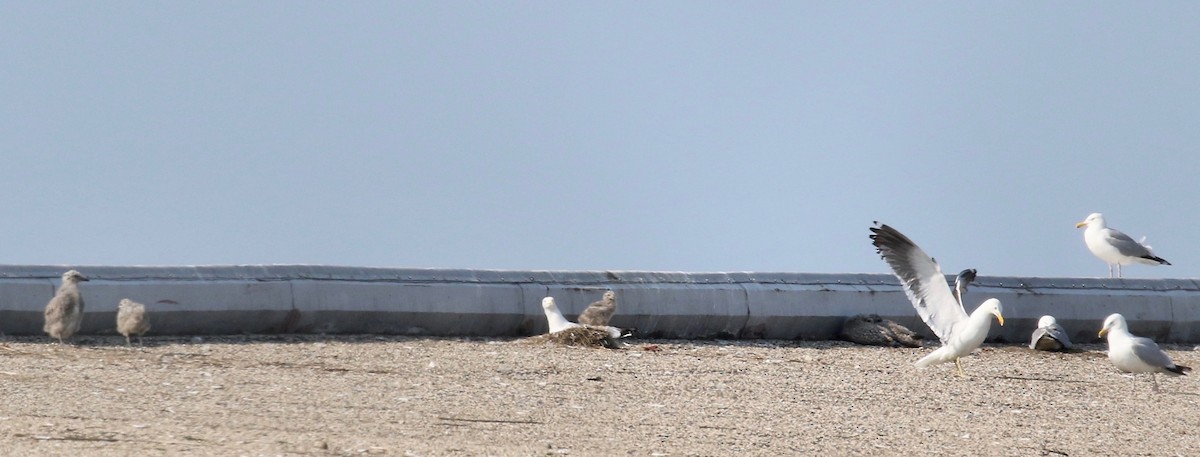 Kelp x American Herring Gull (hybrid) - ML640669748