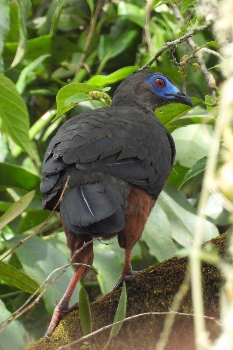 カマバネシャクケイ - ML640669756