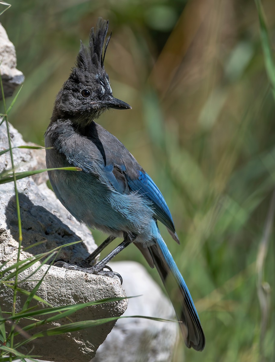 Steller's Jay - ML640669853
