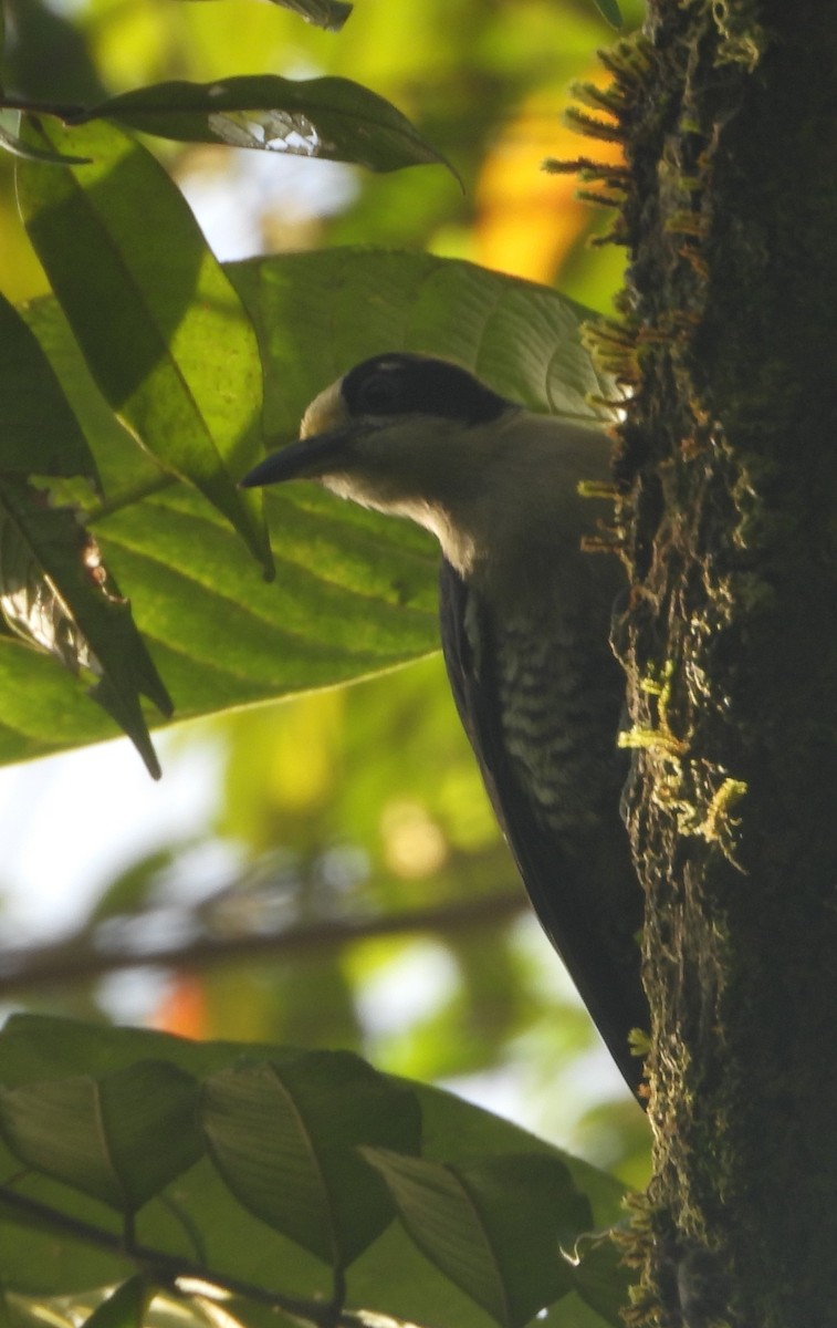 Golden-naped Woodpecker - ML640669861
