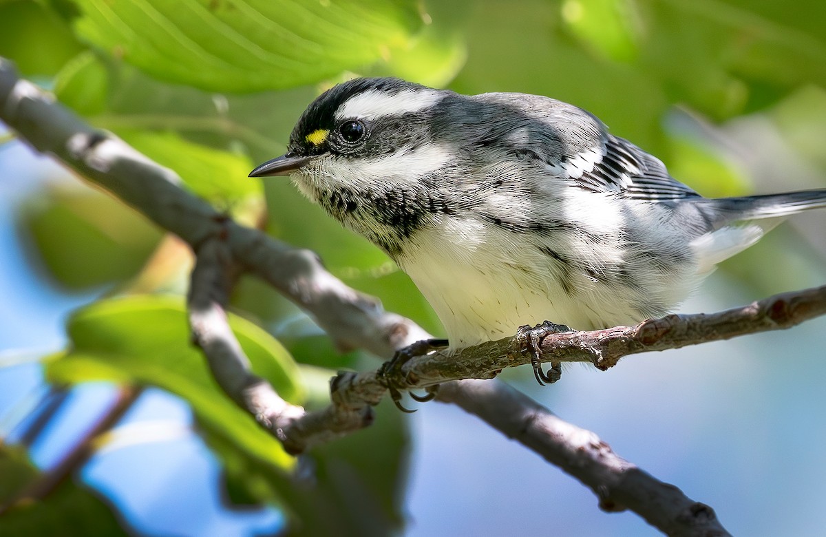 Black-throated Gray Warbler - ML640669864