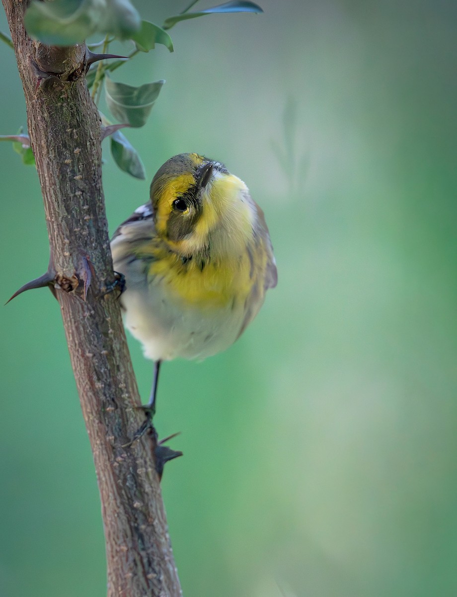 Townsend's Warbler - ML640669876