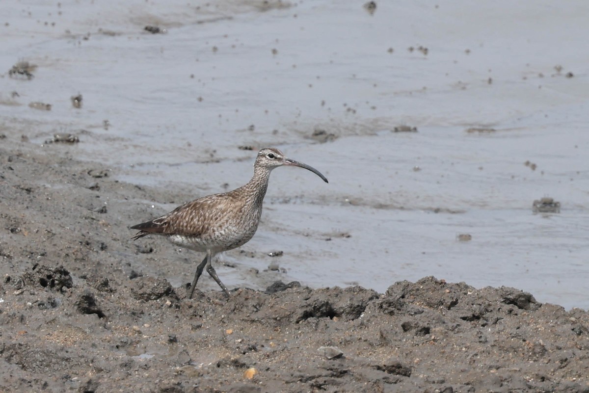 中杓鷸(variegatus) - ML640669881