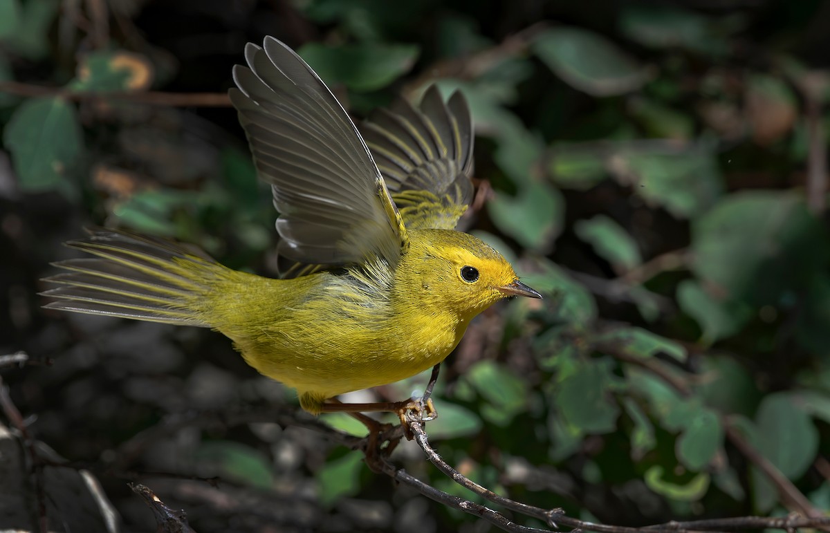 Wilson's Warbler - ML640669889