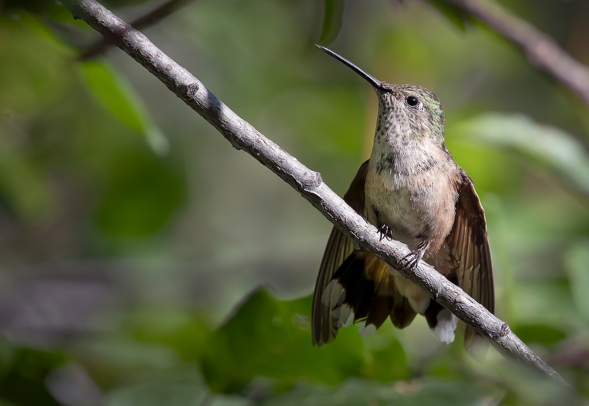 Broad-tailed Hummingbird - ML640669896