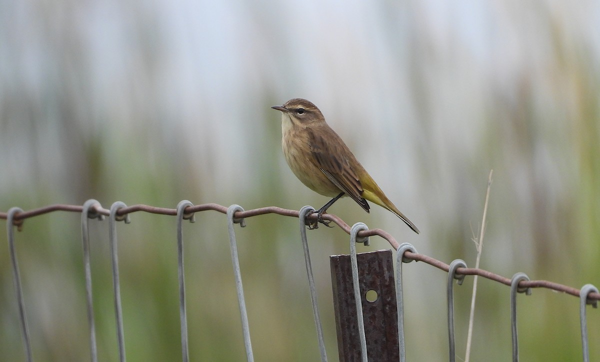 Paruline à couronne rousse - ML640669954