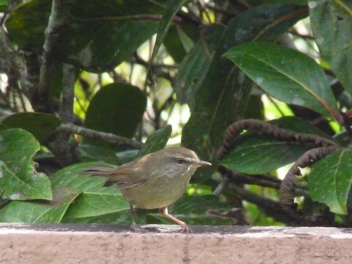 Aberrant Bush Warbler (Sunda) - ML640669998