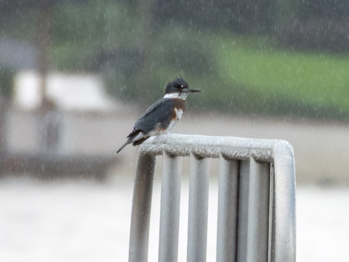 Belted Kingfisher - ML640670037