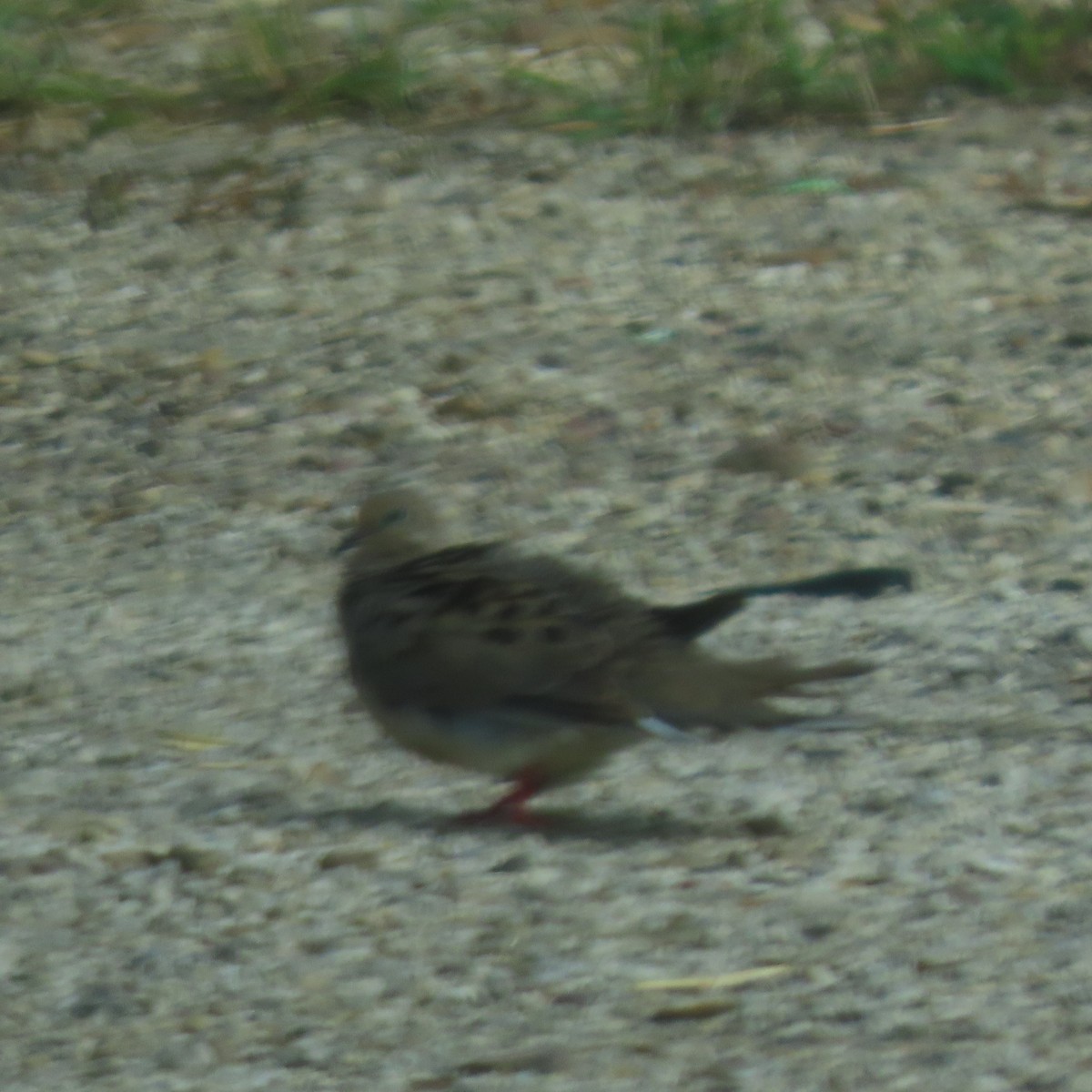 Mourning Dove - ML640670064