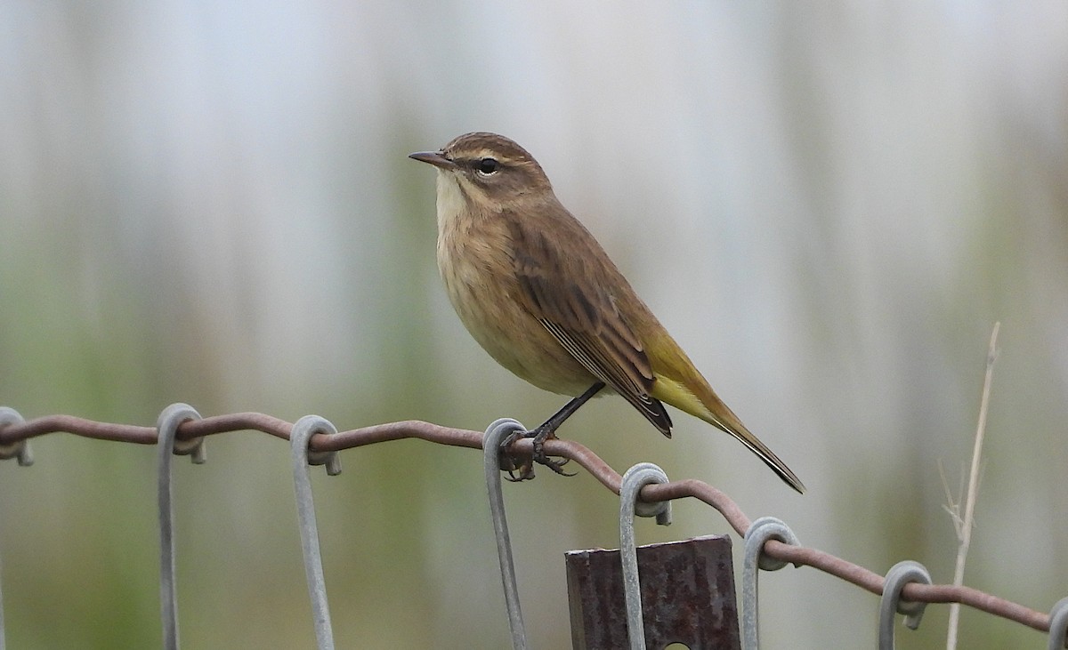 Paruline à couronne rousse - ML640670069