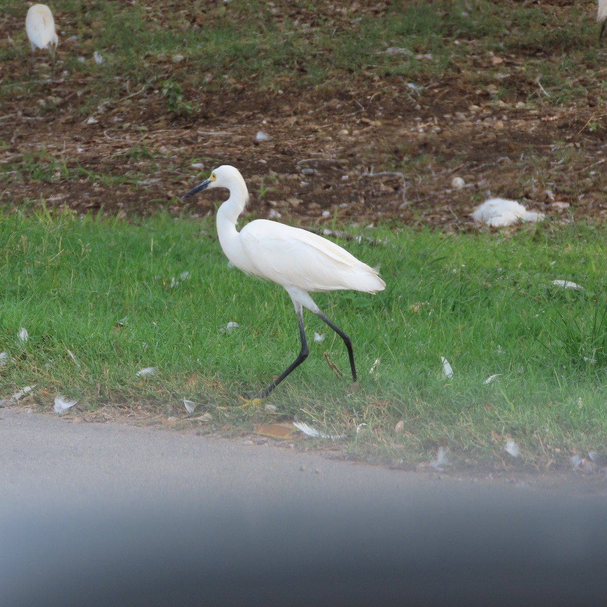 Snowy Egret - ML640670082