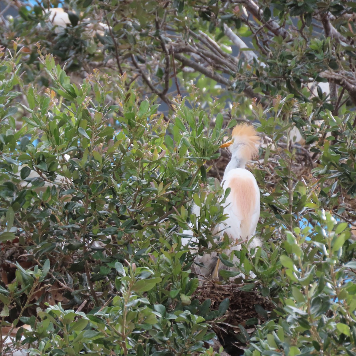 Western Cattle-Egret - ML640670108