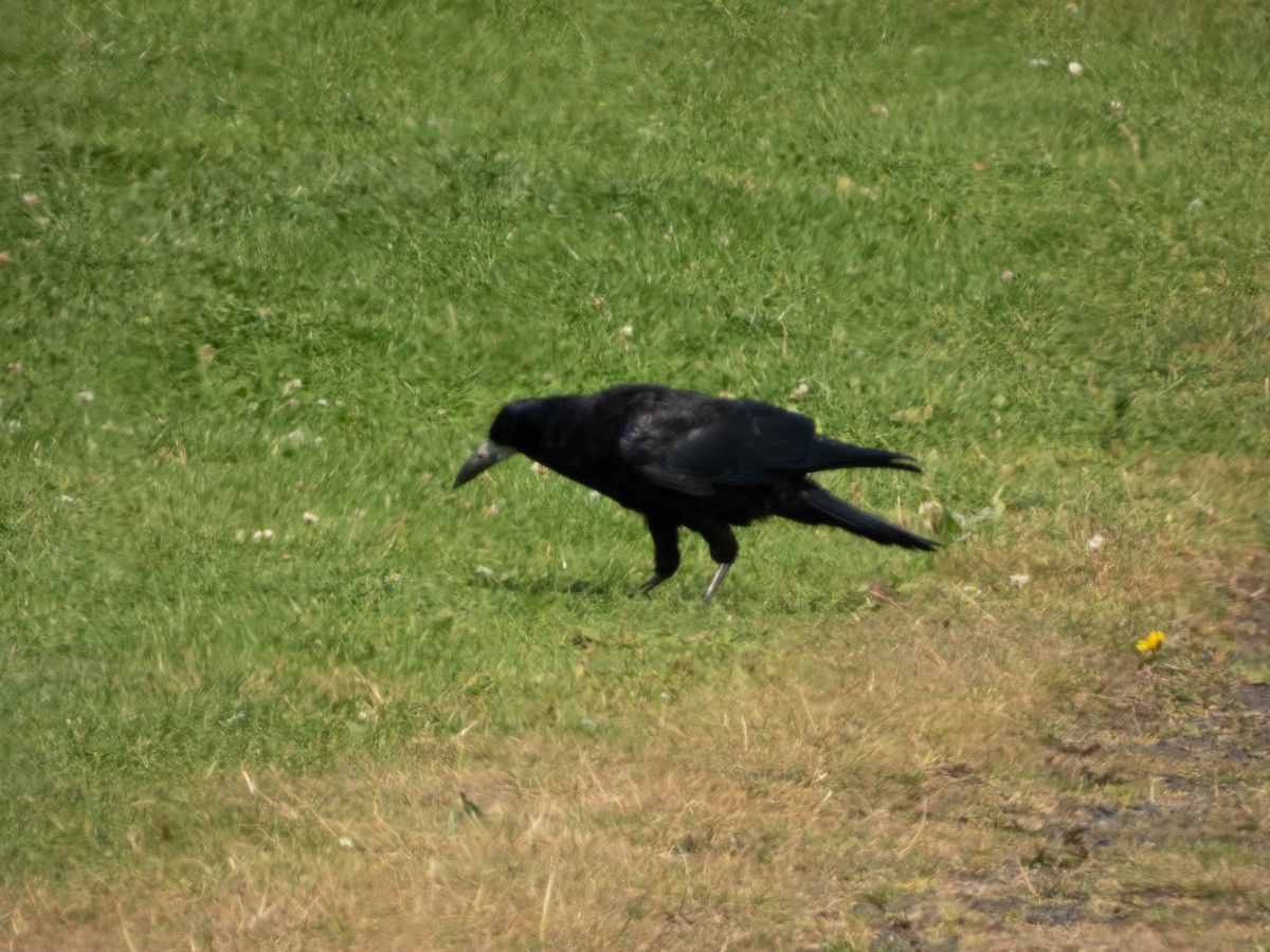 Rook - ML640670109