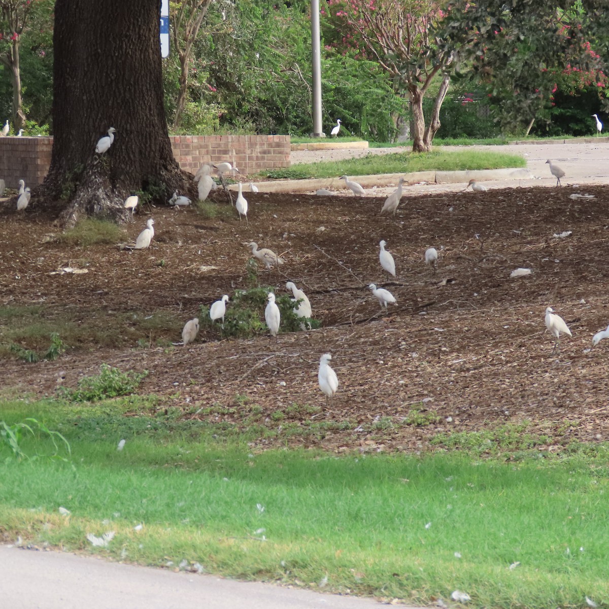Western Cattle-Egret - ML640670113