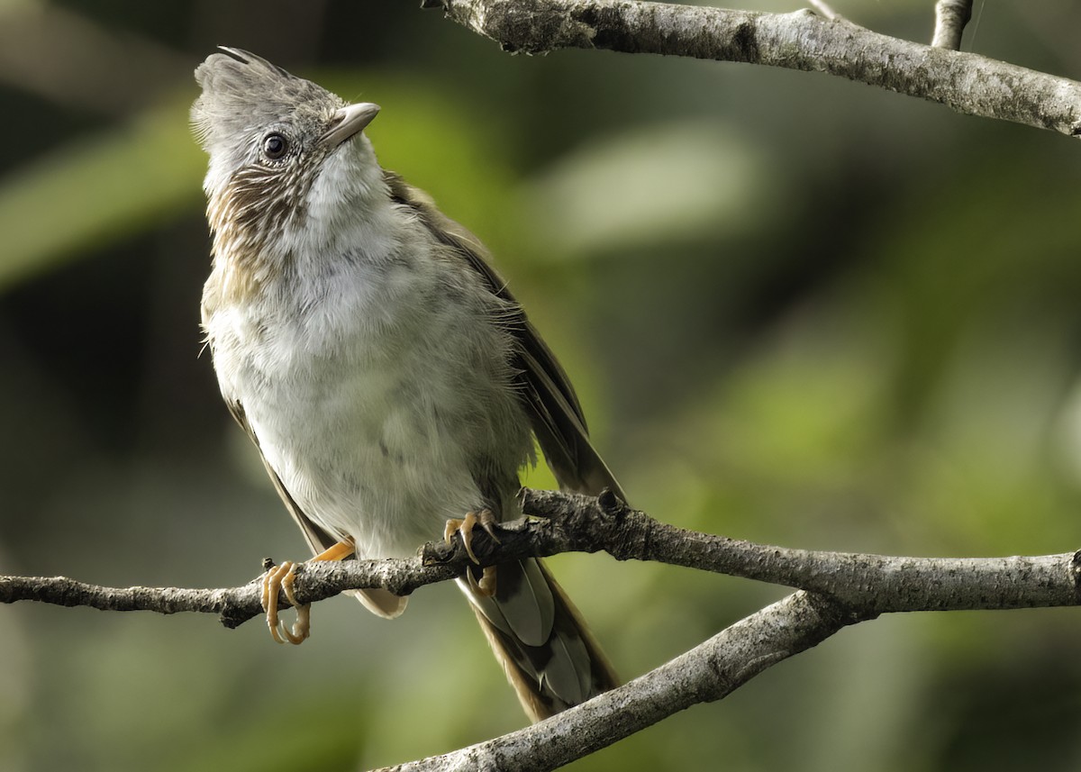 Indochinese Yuhina - ML640670136