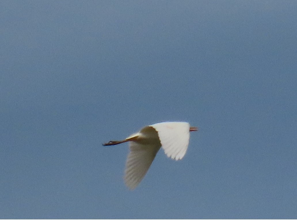 Great Egret - ML640670156