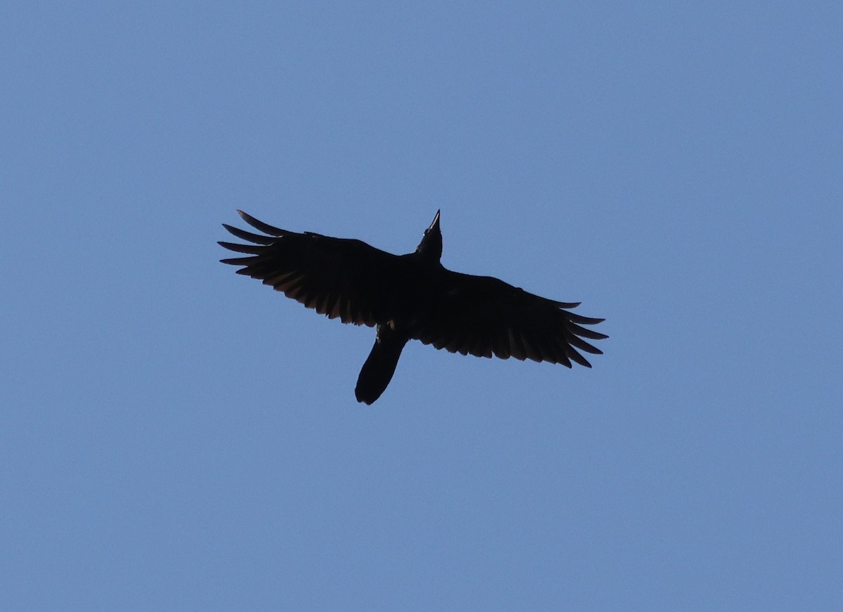 Rook - ML640670178
