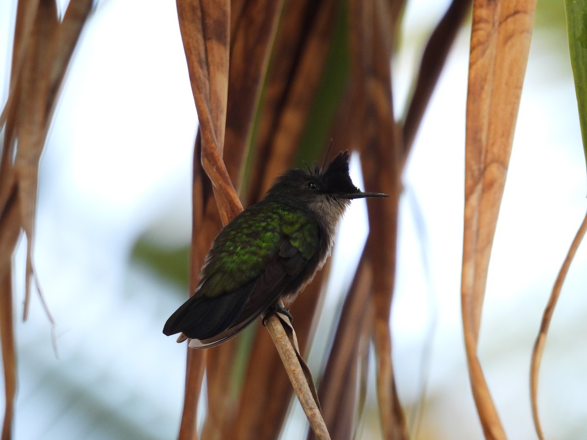 Antillean Crested Hummingbird - ML640670222