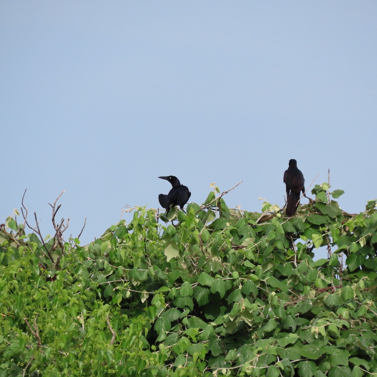Great-tailed Grackle - ML640670238