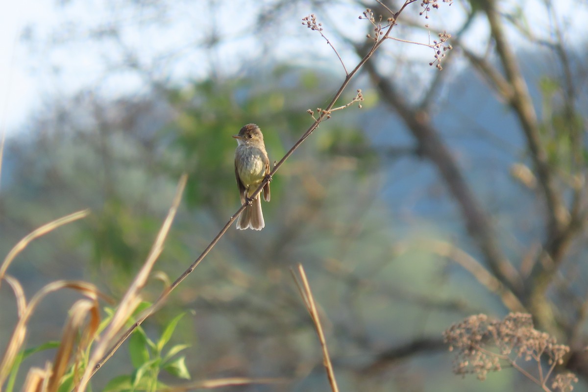 White-throated Flycatcher - ML640670308