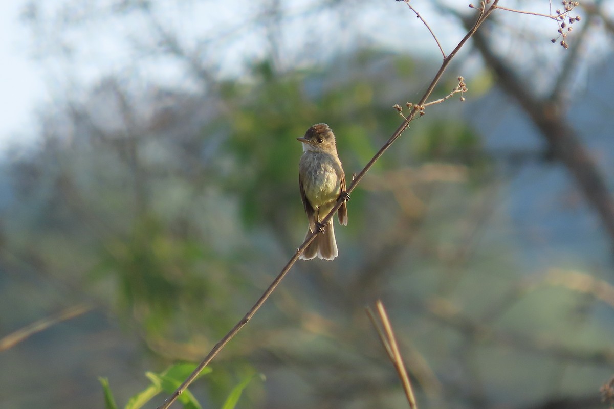 White-throated Flycatcher - ML640670333