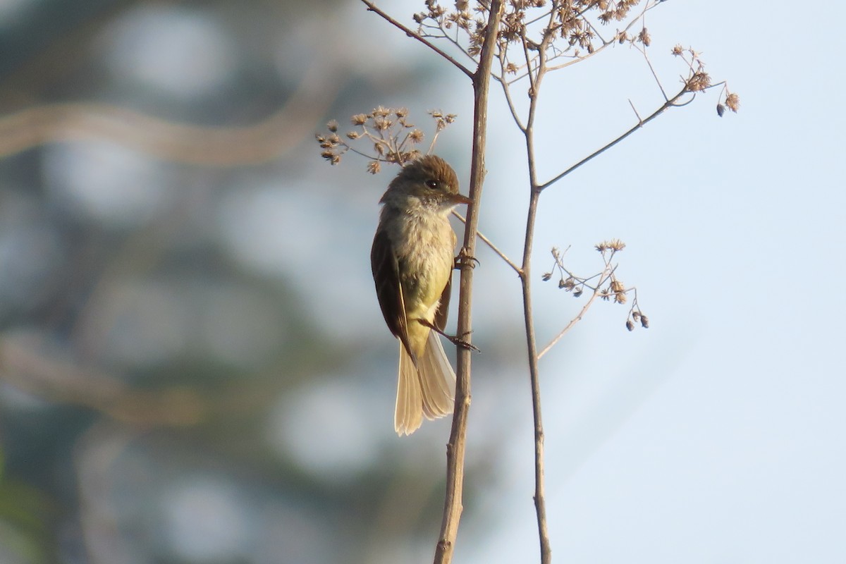 White-throated Flycatcher - ML640670345