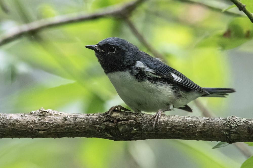Black-throated Blue Warbler - ML640670406