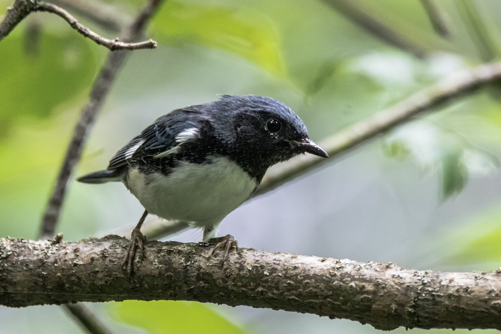 Black-throated Blue Warbler - ML640670408