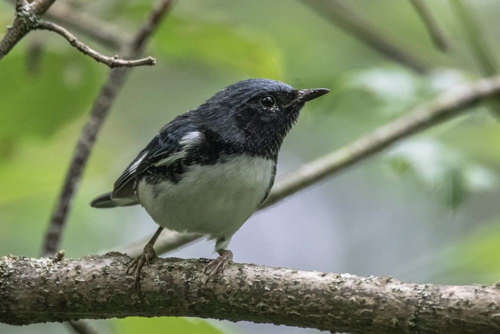 Black-throated Blue Warbler - ML640670412