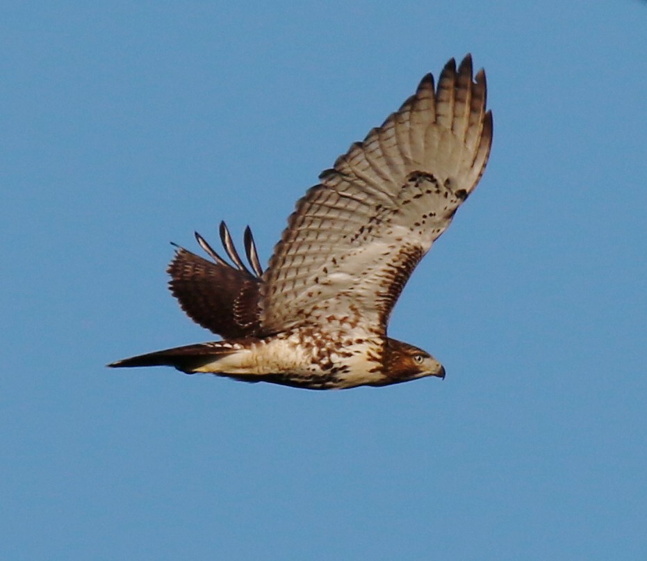 Poiana codarossa - ML640670433