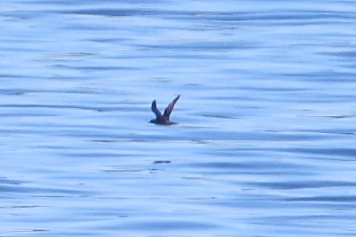 Short-tailed Shearwater - ML640670439