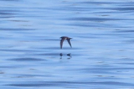 Short-tailed Shearwater - ML640670443