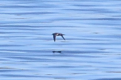 Short-tailed Shearwater - ML640670458