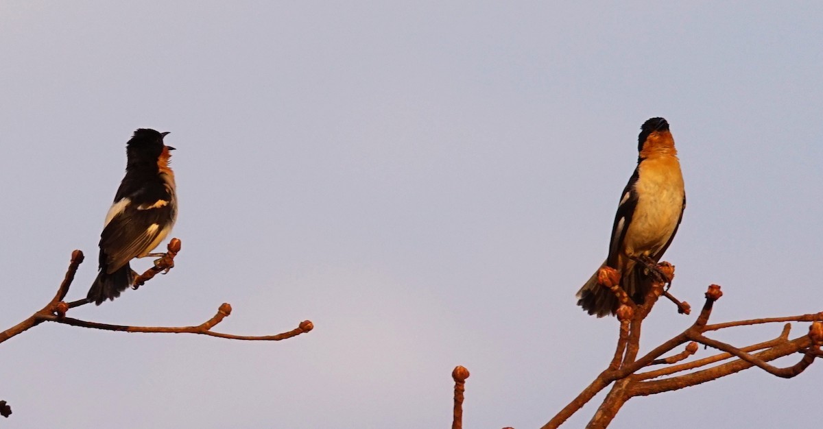 White-rumped Tanager - ML640670465