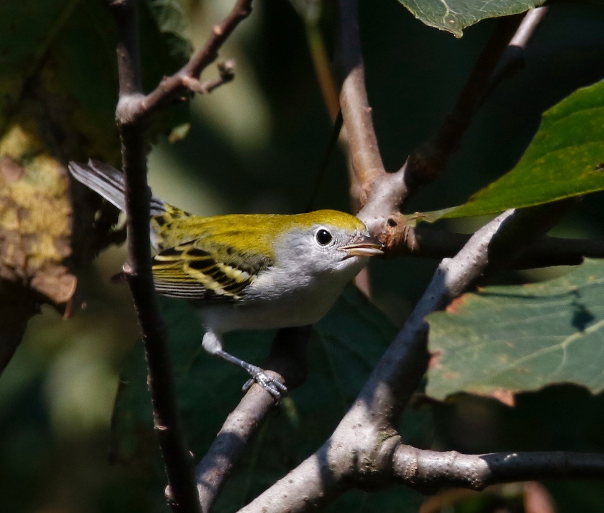 Chestnut-sided Warbler - ML640670492