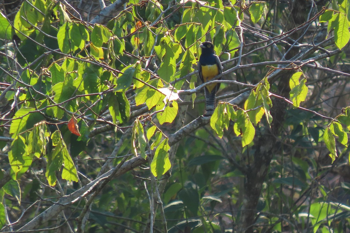 Gartered Trogon - ML640670507