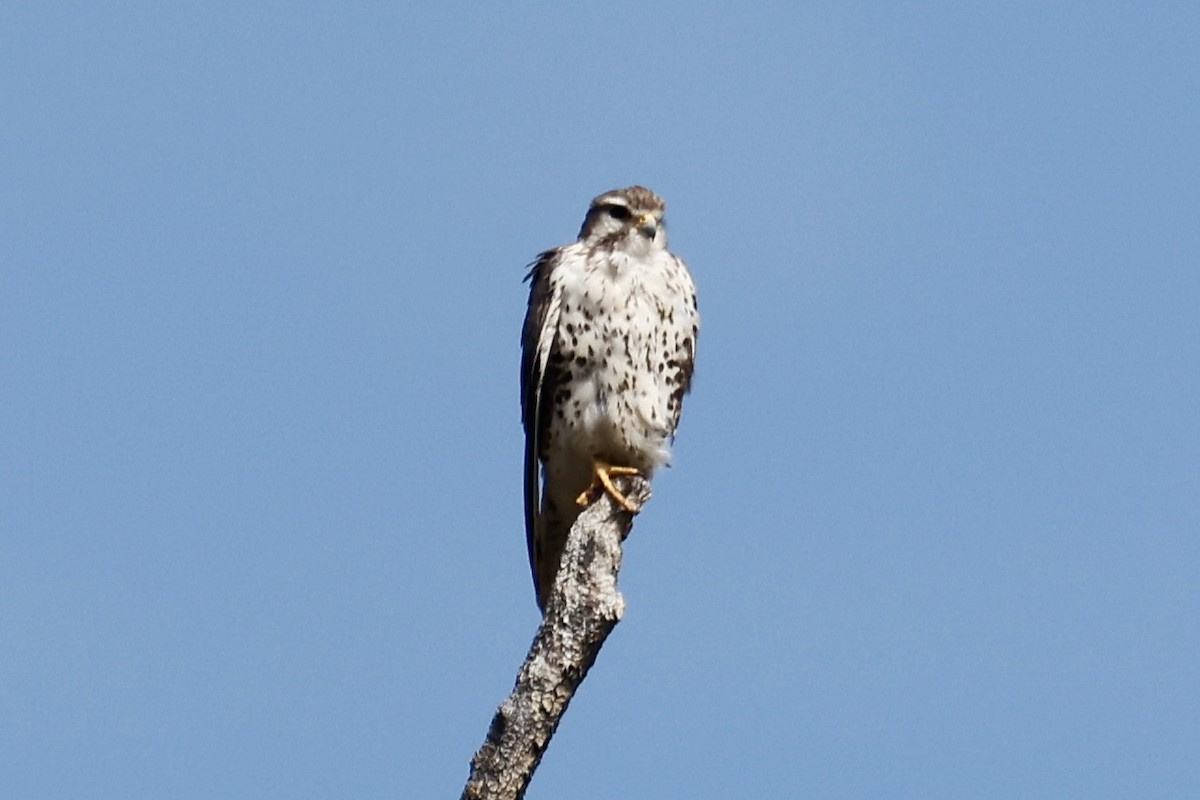 Prairie Falcon - ML640670508