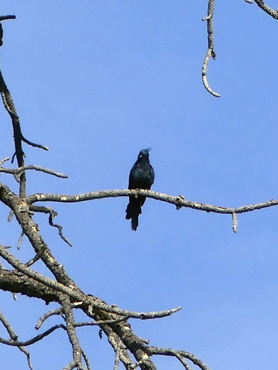 Phainopepla - ML640670533