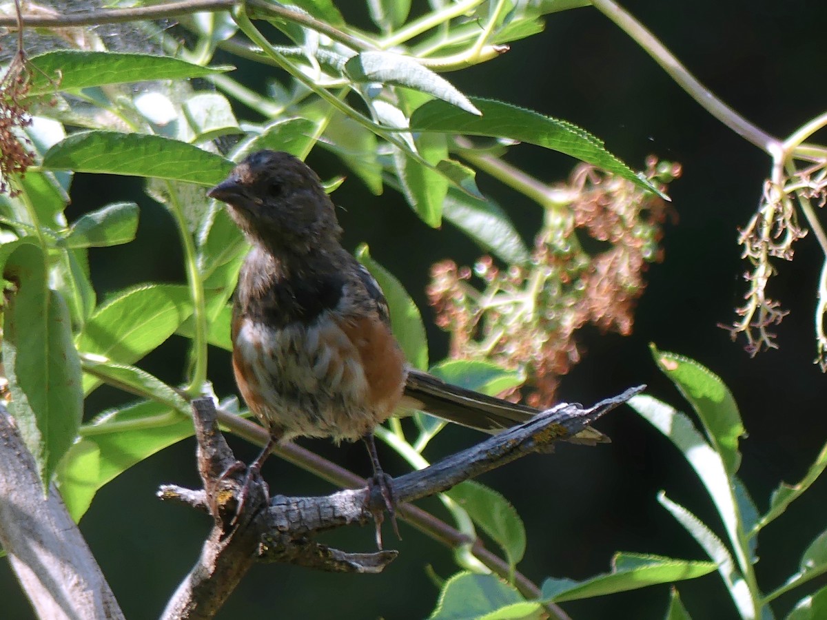 Spotted Towhee - ML640670559