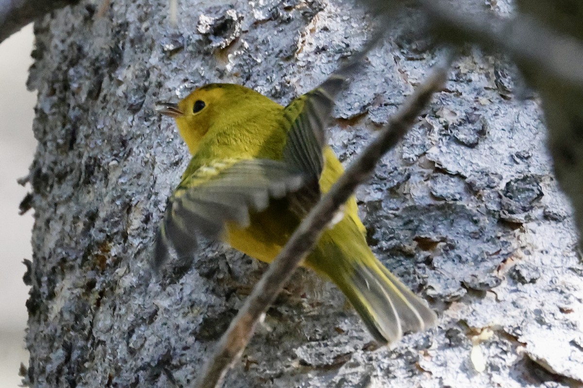 Wilson's Warbler - ML640670570