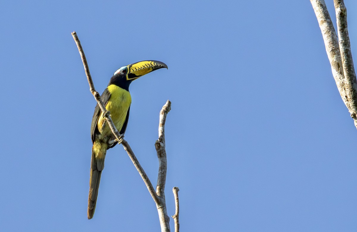 Lettered Aracari - ML640670588