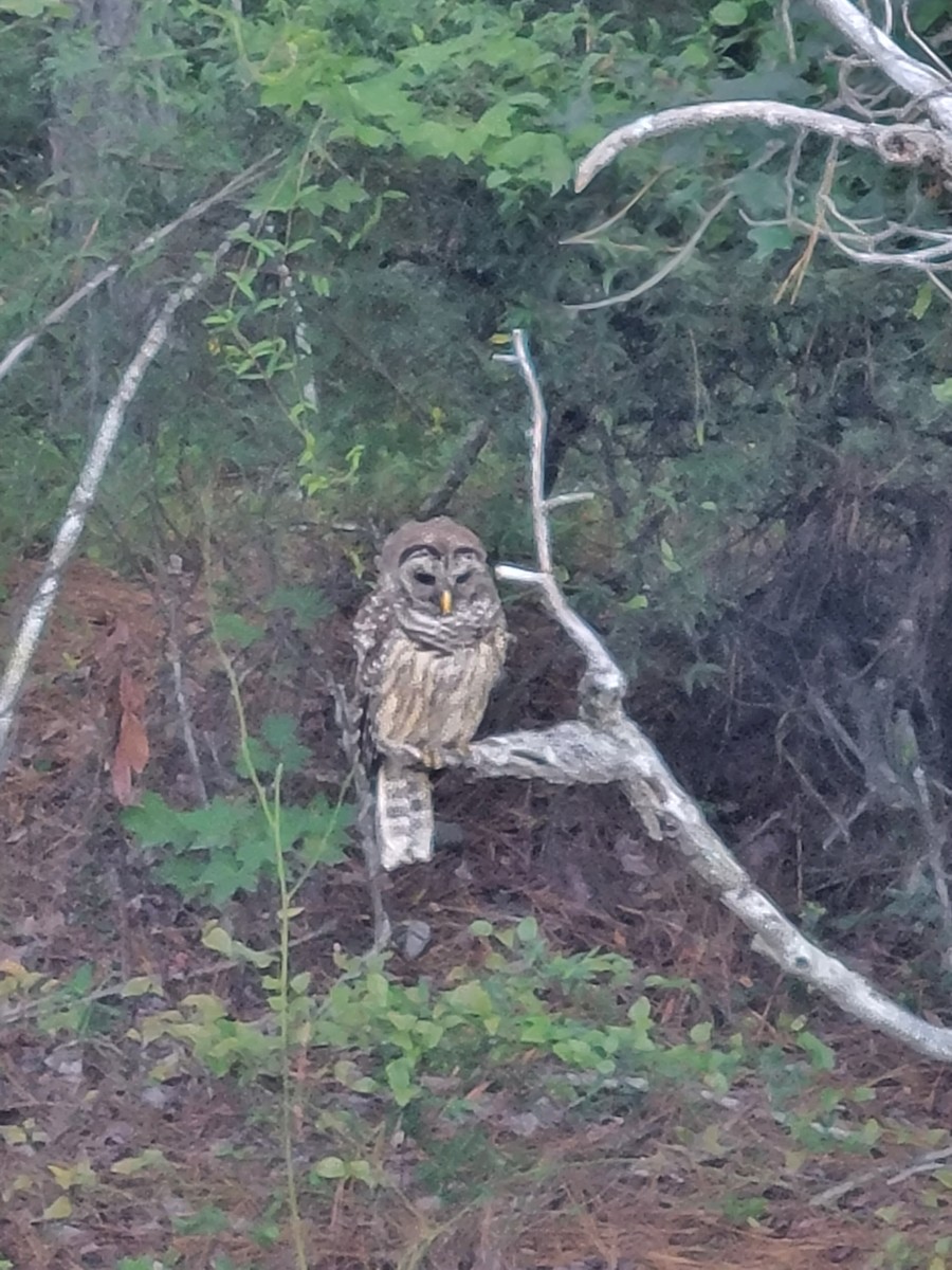 Barred Owl - ML640670623