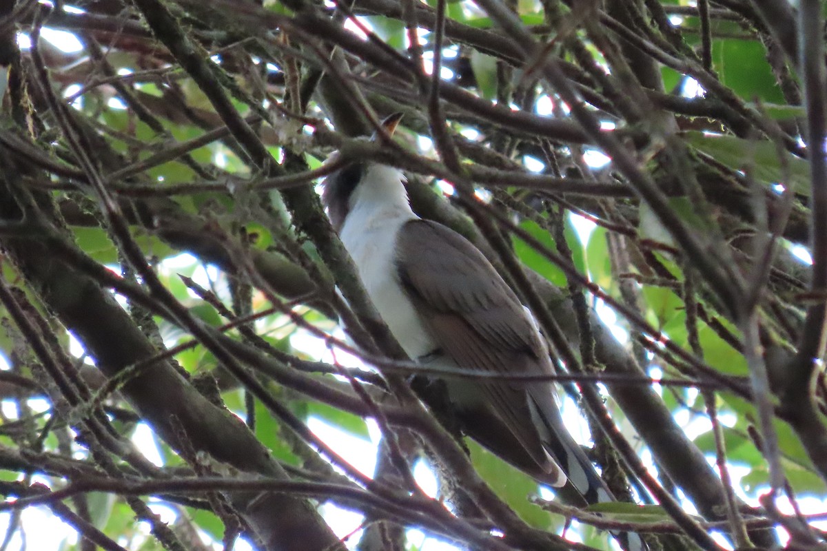 Yellow-billed Cuckoo - ML640670638