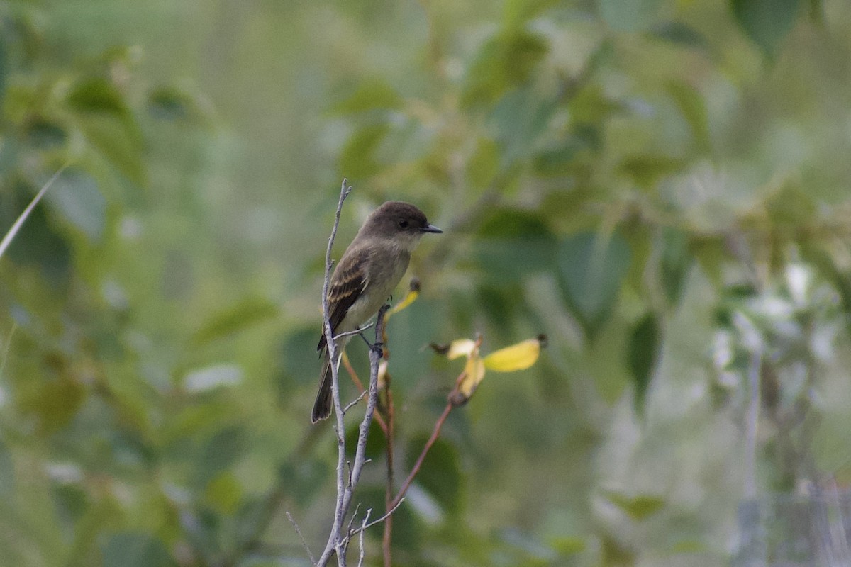 Eastern Phoebe - ML640670640