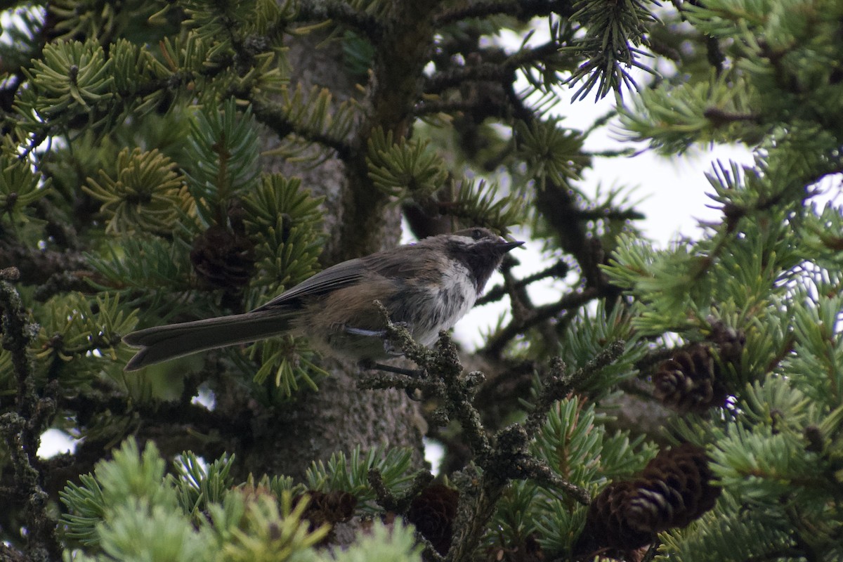 Boreal Chickadee - ML640670647